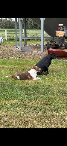 Dog For Rehoming - Photo 7