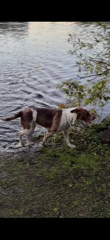 Dog For Rehoming - Photo 8