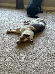Dog For Rehoming - Photo 9