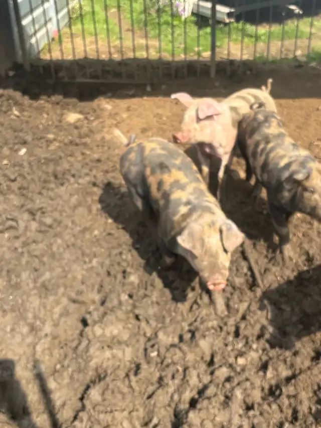 young boar