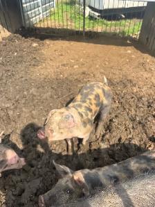 young boar - Photo 2