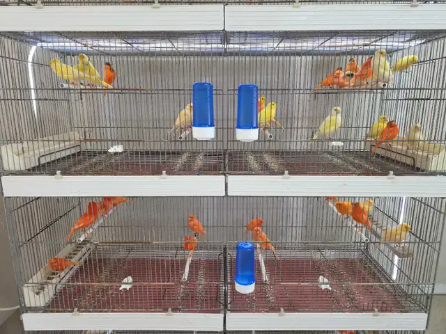 Canary Birds and Breeding Cage