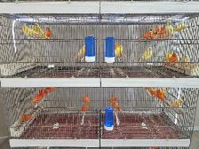 Canary Birds and Breeding Cage
