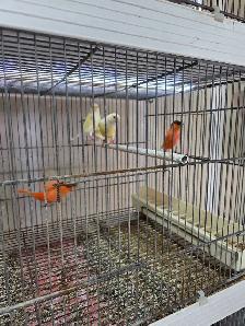 Canary Birds and Breeding Cage - Photo 2
