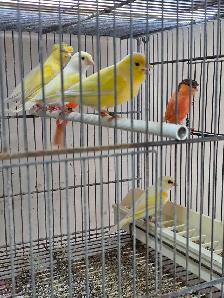 Canary Birds and Breeding Cage - Photo 3