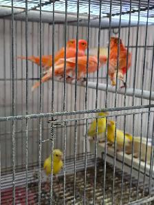 Canary Birds and Breeding Cage - Photo 4