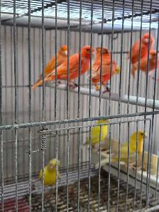 Canary Birds and Breeding Cage - Photo 5