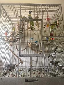 Budgie Birds