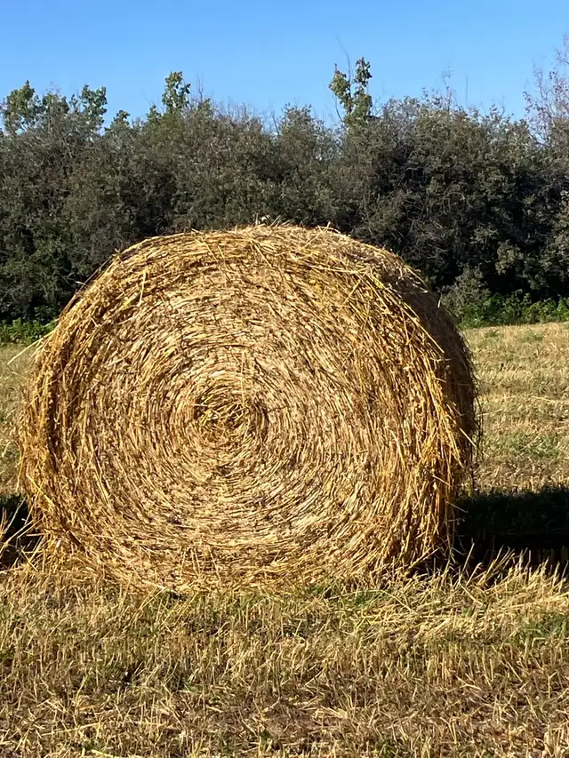Green feed bales