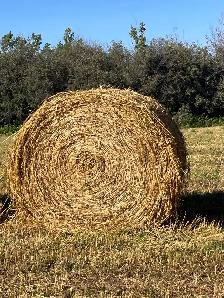 Green feed bales