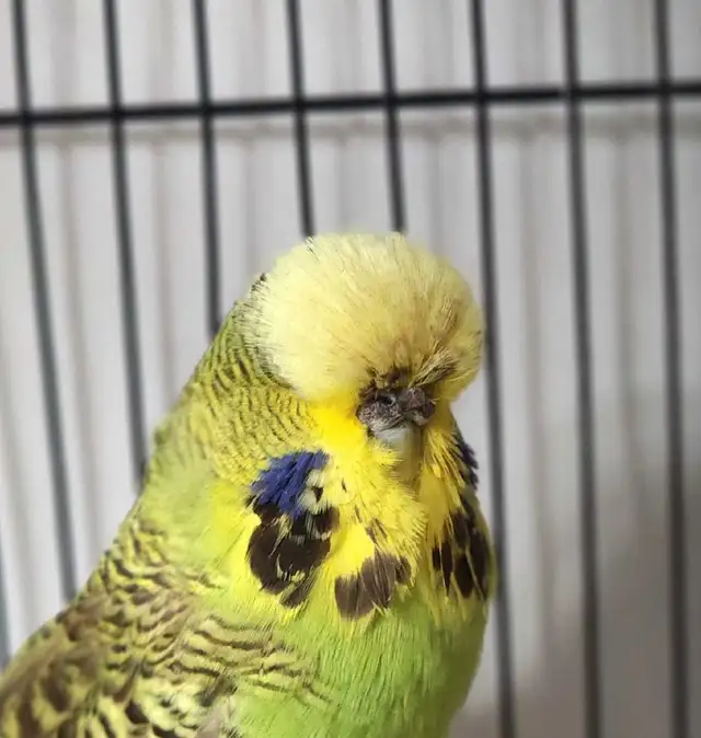 Gorgeous High-Quality English Budgie Breeding Pair