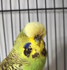 Gorgeous High-Quality English Budgie Breeding Pair