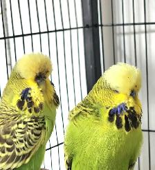 Gorgeous High-Quality English Budgie Breeding Pair - Photo 2