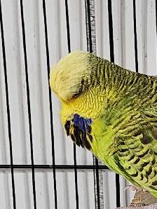Gorgeous High-Quality English Budgie Breeding Pair - Photo 3