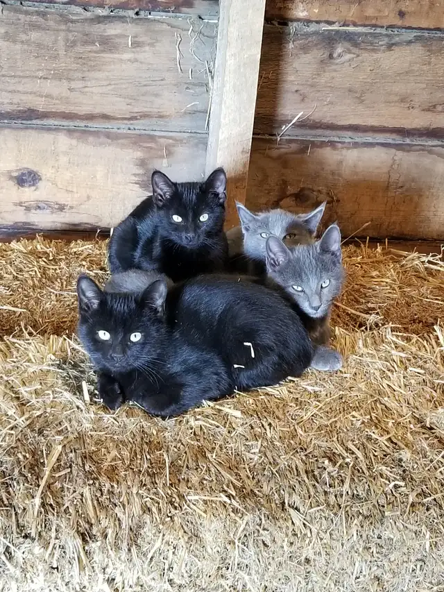 Farm kittens to give away.
