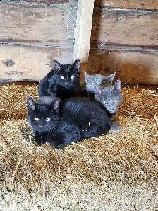 Farm kittens to give away.