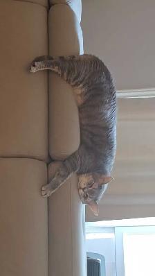 Missing cat