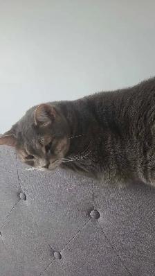 Missing cat - Photo 2