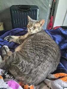 Missing cat - Photo 3