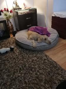 House sitter / take care of pets/sleep over $40 per day cash - Photo 3