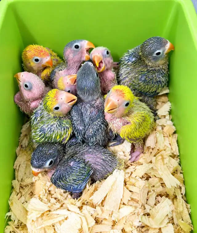 Fischer and Lovebird Babies