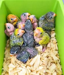 Fischer and Lovebird Babies