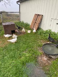 muscovey ducks for sale - Photo 2