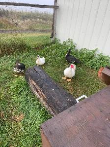 muscovey ducks for sale - Photo 3