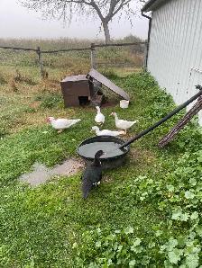 muscovey ducks for sale - Photo 4