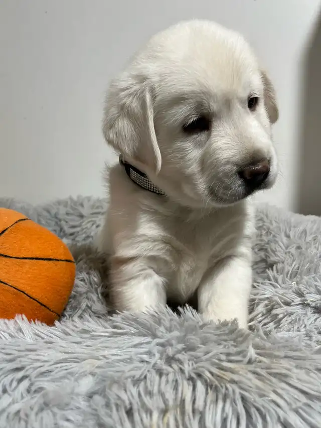 chiots golden, habituer aux enfants, prêt à partir
