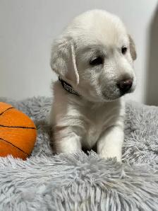 chiots golden, habituer aux enfants, prêt à partir