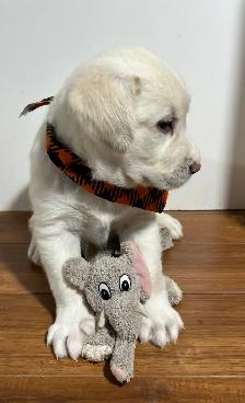chiots golden, habituer aux enfants, prêt à partir - Photo 2