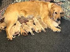 chiots golden, habituer aux enfants, prêt à partir - Photo 4