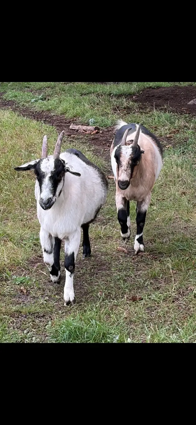 Pet Goats