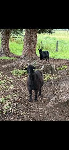 Pet Goats - Photo 2