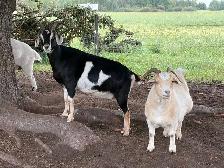 Pet Goats - Photo 3