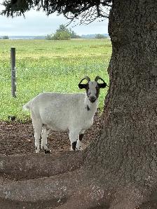 Pet Goats - Photo 4