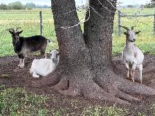 Pet Goats - Photo 5