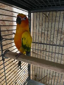 Sun conure female. - Photo 2