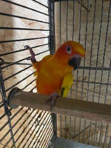 Sun conure female. - Photo 3