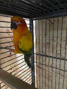 Sun conure female. - Photo 4