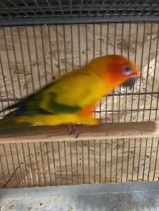 Sun conure female. - Photo 5