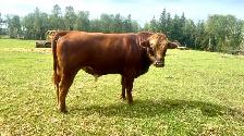 Two year old Bull