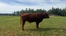 Two year old Bull - Photo 2