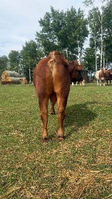 Two year old Bull - Photo 3
