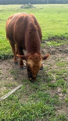 Two year old Bull - Photo 4