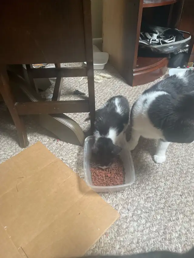 3 tuxedo kittens for sale