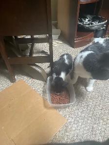 3 tuxedo kittens for sale