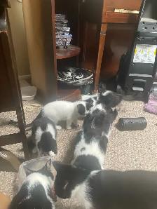 3 tuxedo kittens for sale - Photo 2