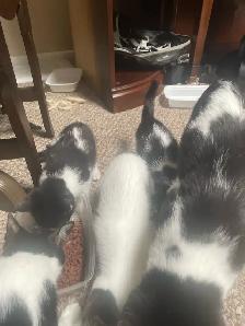 3 tuxedo kittens for sale - Photo 3